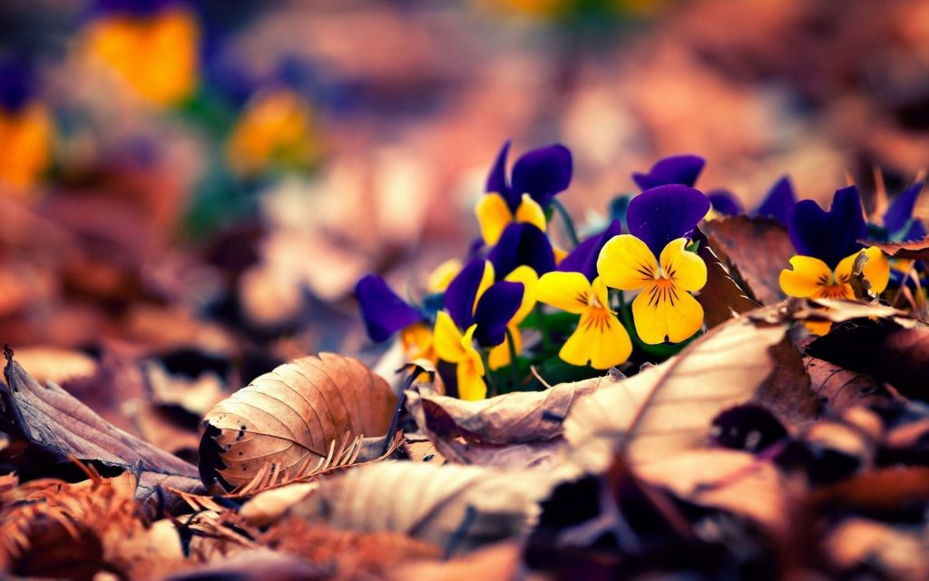 Windows 10 Wallpaper - Flower 2